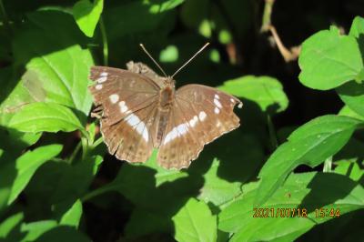 2021森のさんぽ道で見られた蝶(32)イチモンジチョウ、コミスジ、ダイミョウセセリ、アカボシゴマダラ等