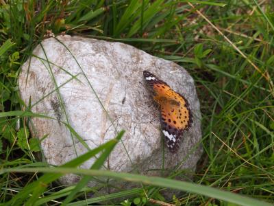 ★手強かったにっぽん百名山伊吹山