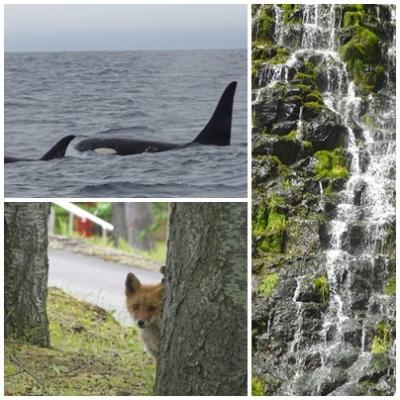 2021年　道東をめぐる5日間　マッコウクジラとシャチにあえましたー♪