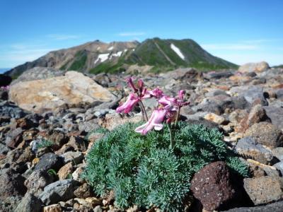 駒草群生の御嶽山