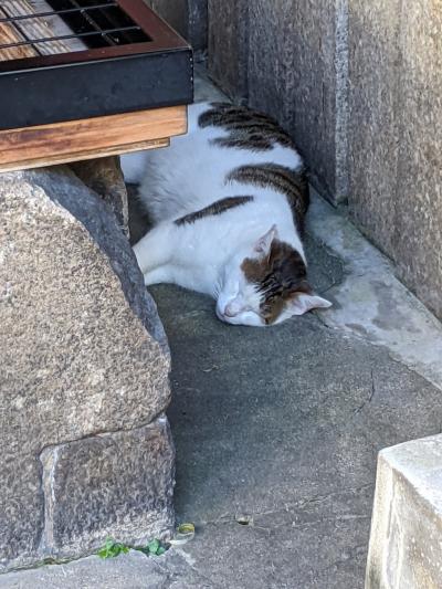 ミナミ 難波 天王寺 猫スポット に関する旅行記 ブログ フォートラベル 大阪 ミナミ 難波 天王寺 猫スポット に関する旅行記 ブログ フォートラベル 大阪