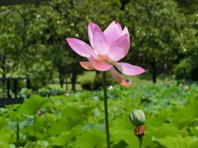 真夏日の大阪万博記念公園　自然文化園・平和のバラ園で「睡蓮」を、日本庭園・はす池で「ハス」を楽しむ。（2021）