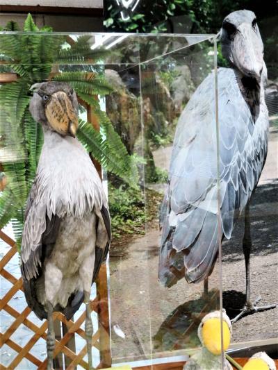 リベンジ再訪の伊豆レッサーパンダ遠征２泊２日（３）熱川バナナワニ園＆伊豆シャボテン動物公園いろいろ～昼咲き月下美人や戻ったハシビロコウのビル