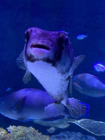 連休中のシーパラ体験