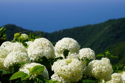 20210723-2 弥彦 ロープウェイ乗って、紫陽花観たり、景色を眺めたり、御神廟まで登ったり