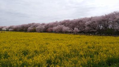 2019年　権現堂公園・幸手桜まつり