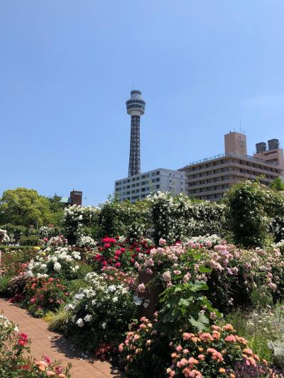 2019年　横浜でバラを堪能した１日