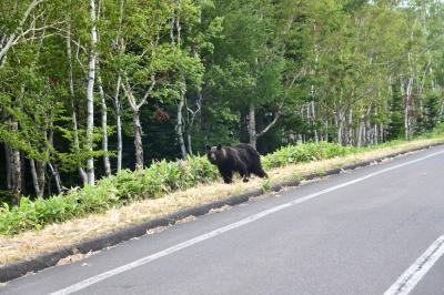 カムイワッカ滝トレッキング中にヒグマと遭遇!