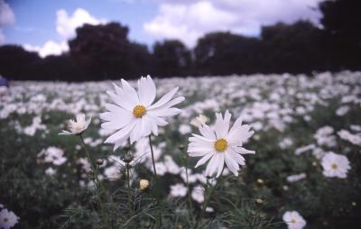 東京・野川公園と昭和記念公園～フィルムカメラで撮った少し昔の思い出～