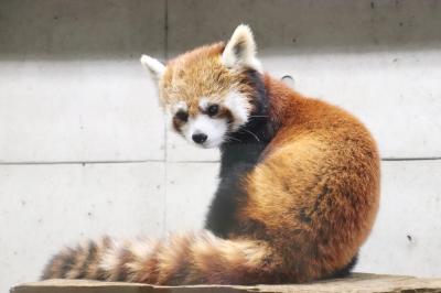 今回も赤ちゃん目当て７月連休の埼玉こども動物自然公園（北園）キリン赤ちゃん公開～プーズーのアオイちゃん＆レッサーパンダはみやびちゃんとリュウ