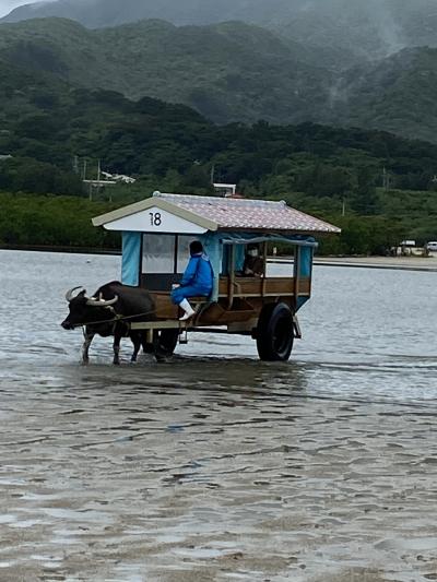 ＳＦＣ修行？旅行？食べ歩き？こっそりはじめてみました。沖縄・西表島・由布島でまた牛車に乗ってみる。⑥