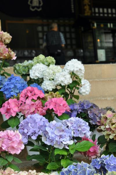 千葉のかくれ紫陽花寺 宗吾霊堂