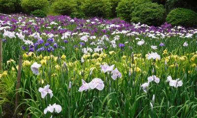 ２０２１年６月　山口県　物見山公園に菖蒲を見に行きました。紫と白と黄色の花が咲いていました。