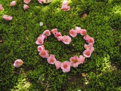 2021年　るなさんと行く春爛漫の奈良＆京都【5】桜と椿の欲張り散歩～インクラインから哲学の道周辺～