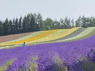 北海道旅行　富良野編