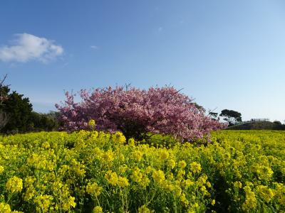 202102 伊良湖の菜の花祭り