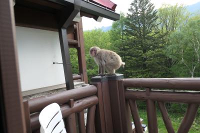 初夏の信州旅行♪　Vol.126 ☆上高地帝国ホテル：ベランダで猿と一緒に優雅なアペリティーヴォ♪