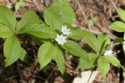 初夏の信州旅行♪　Vol.134 ☆上高地：田代池・大正池ハイキング　美しい林間コース♪