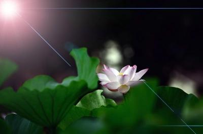 古代の夢とロマンを感じさせてくれる蓮「花はす公園」