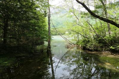 初夏の信州旅行♪　Vol.143 ☆上高地：田代池・大正池ハイキング　清流の美しいルート♪