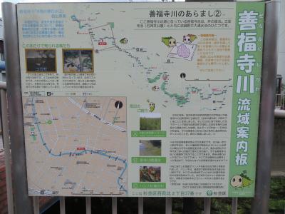 心の安らぎ散歩（2021年7月　自宅から善福寺川を歩いてみるPart２ カワセミが居たよ！）