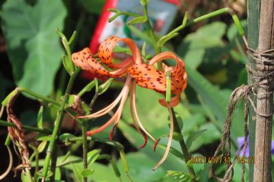 森のさんぽ道で見られた山野草