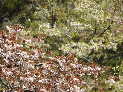 桜アーカイブ2021　ー多摩森林科学園