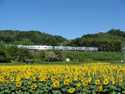 五條市・上野町（こうづけちょう）ひまわり園 !