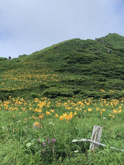 花咲き誇る初夏の秋田駒ケ岳でトレッキングです