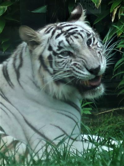 鹿児島24　平川動物公園-1　アフリカの草原・野生の犬猫類　☆ホワイトタイガー・キリン等