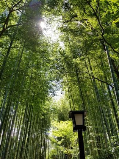 2020年夏は修善寺温泉へ②