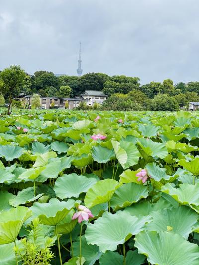 コロナ禍の夏休み（2年目）　安心安全のステイ東京　～上野動物園編～