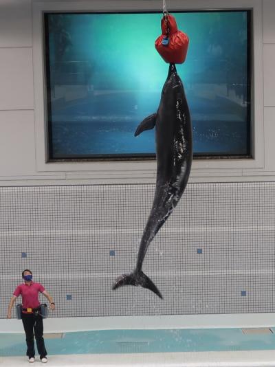 鹿児島33 かごしま水族館-5 ハンドウイルカ 9頭飼育 ☆イルカ