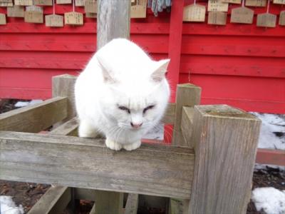 猫と寺社探し【福島（湯野上温泉と伊佐須美神社）編&#917763;】