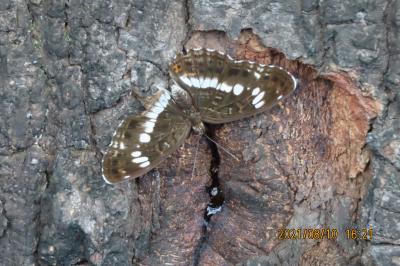2021森のさんぽ道で見られた蝶(36)イチモンジチョウ、コミスジ、アカボシゴマダラ