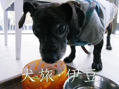 犬旅　～伊豆・2021春～