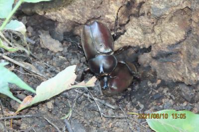 森のさんぽ道で見られた昆虫類①カブトムシとトンボその他