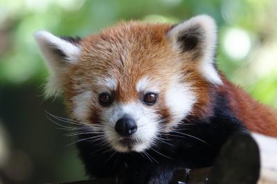 池田動物園　夏場の展示は判断が難しい・・・きなこちゃんに会いたくて朝一番に行きましたが会えませんでした