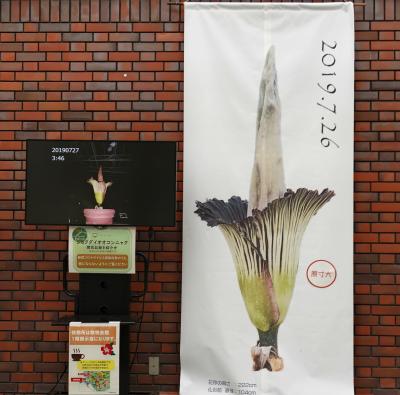 Japan　神代植物公園　ショクダイオオコンニャクに会いに行ったら　～ミツバチばあやの冒険～