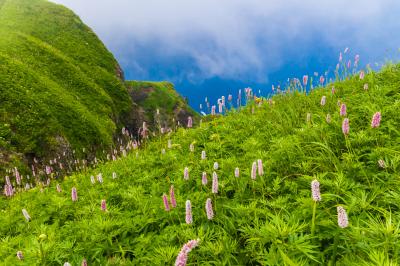 馬鈴薯の花咲く美瑛丘巡り＆初めての礼文島８日間の旅(２)