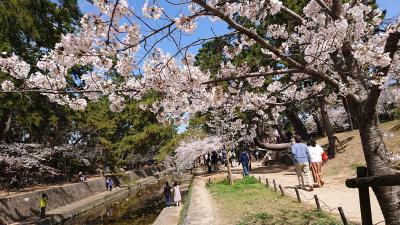 夙川公園の桜