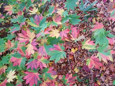 紅葉の蔵王・鳥兜山