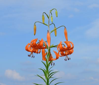 八方尾根、栂池自然園、白馬五竜高山植物園で夏の花を愛でる