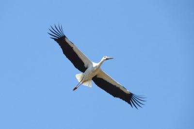 コウノトリ 先日の遊水地付近のコウノトリたち📷✨ こちらは、今年茨城県