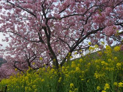 早春伊豆旅行　1泊2日　２日目　河津桜と港町