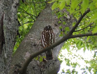 野木神社のフクロウには会えなかったけど、雀神社でアオバズクに会えました