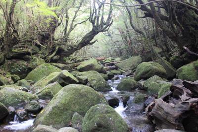 屋久島 白谷雲水峡_Shiratani Unsuikyo　『苔むす森』と『太鼓岩』！人と森林が手軽にふれあえる自然休養林