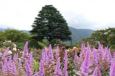 初夏の箱根旅行♪　Vol.22 ☆強羅：煌めく初夏の「箱根強羅公園」♪