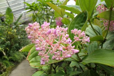 初夏の箱根旅行♪　Vol.30 ☆強羅：煌めく初夏の「箱根強羅公園」♪