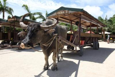 すみません、 PCR検査をしていないのですが、竹富島に入れていただきますか?